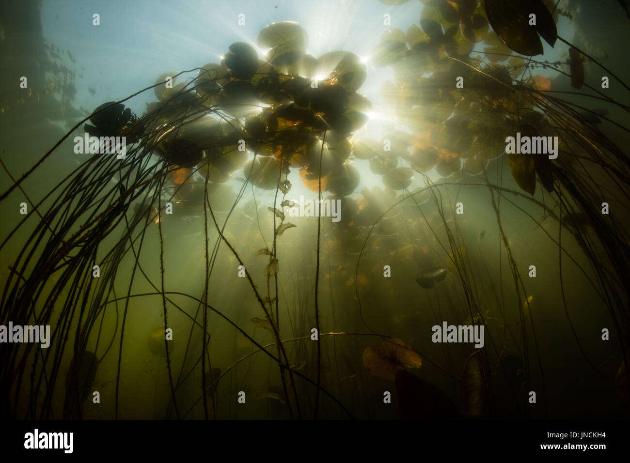 Sunlight beams through lily pads growing at the edge of a freshwater pond on Cape Cod, Massachusetts. This beautiful area is a popular vacation spot. Stock Photo