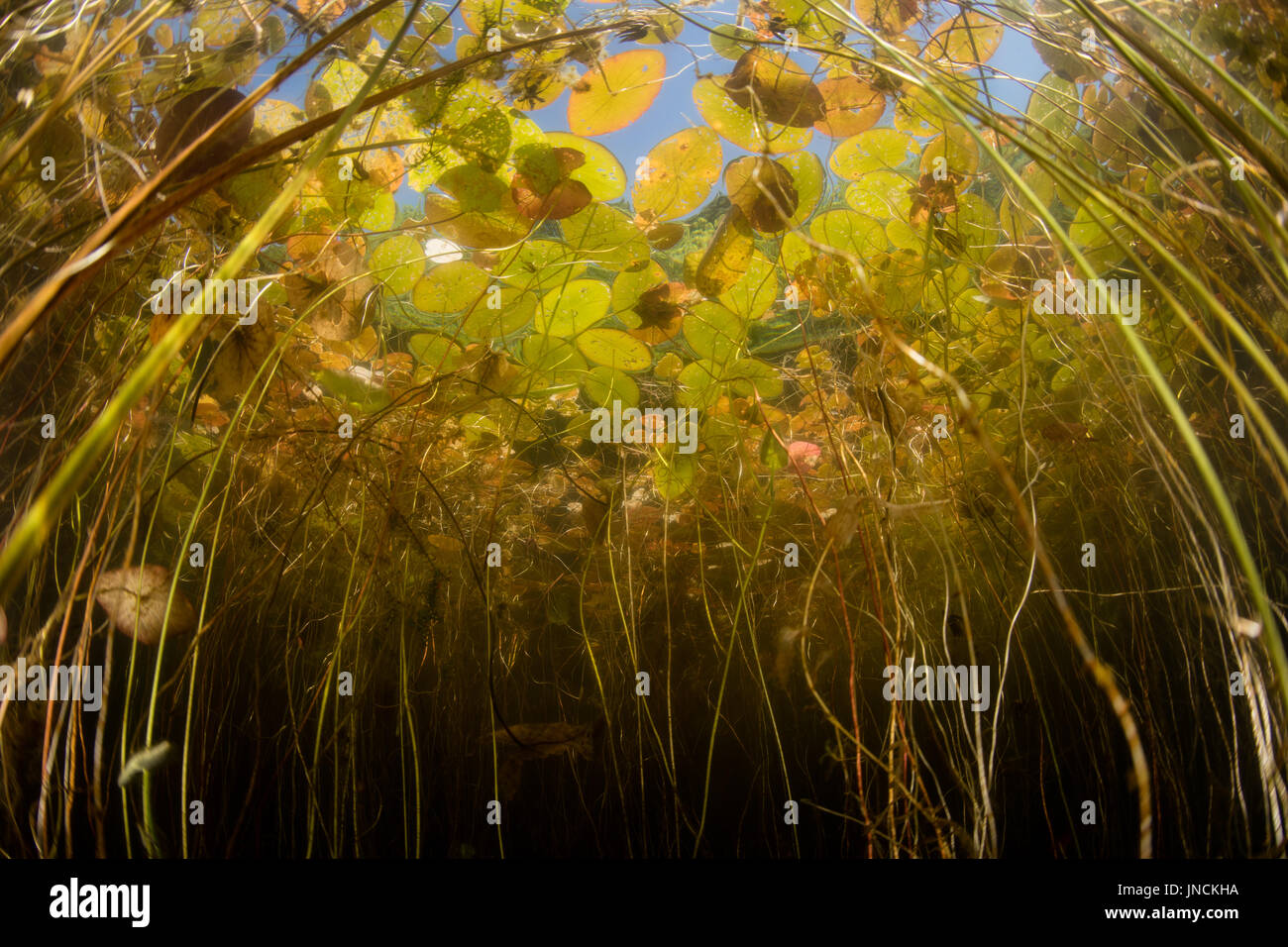 Lily pads grow at the edge of a freshwater pond on Cape Cod