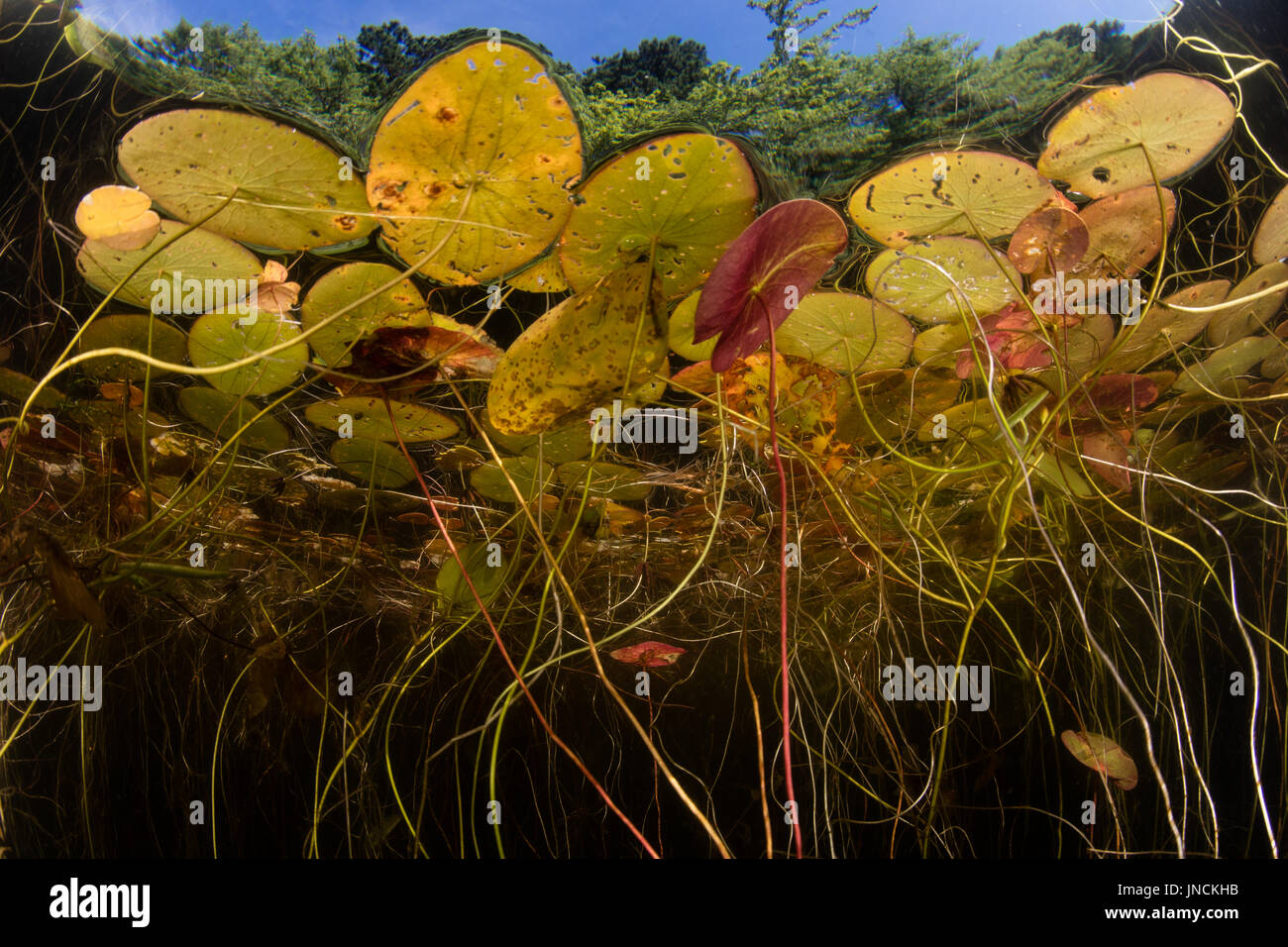 Lily pads grow at the edge of a freshwater pond on Cape Cod