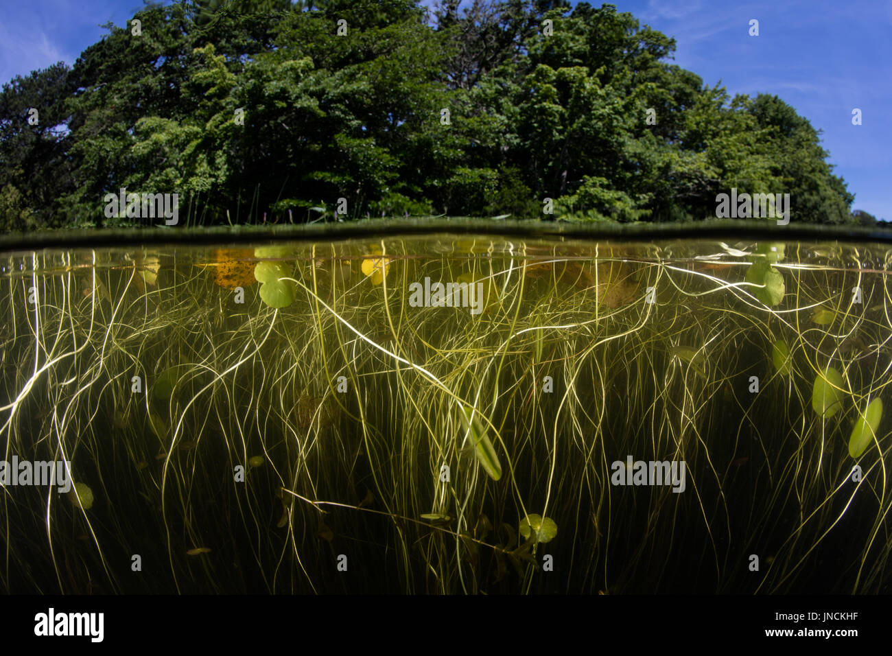 Lily pads grow at the edge of a freshwater pond on Cape Cod