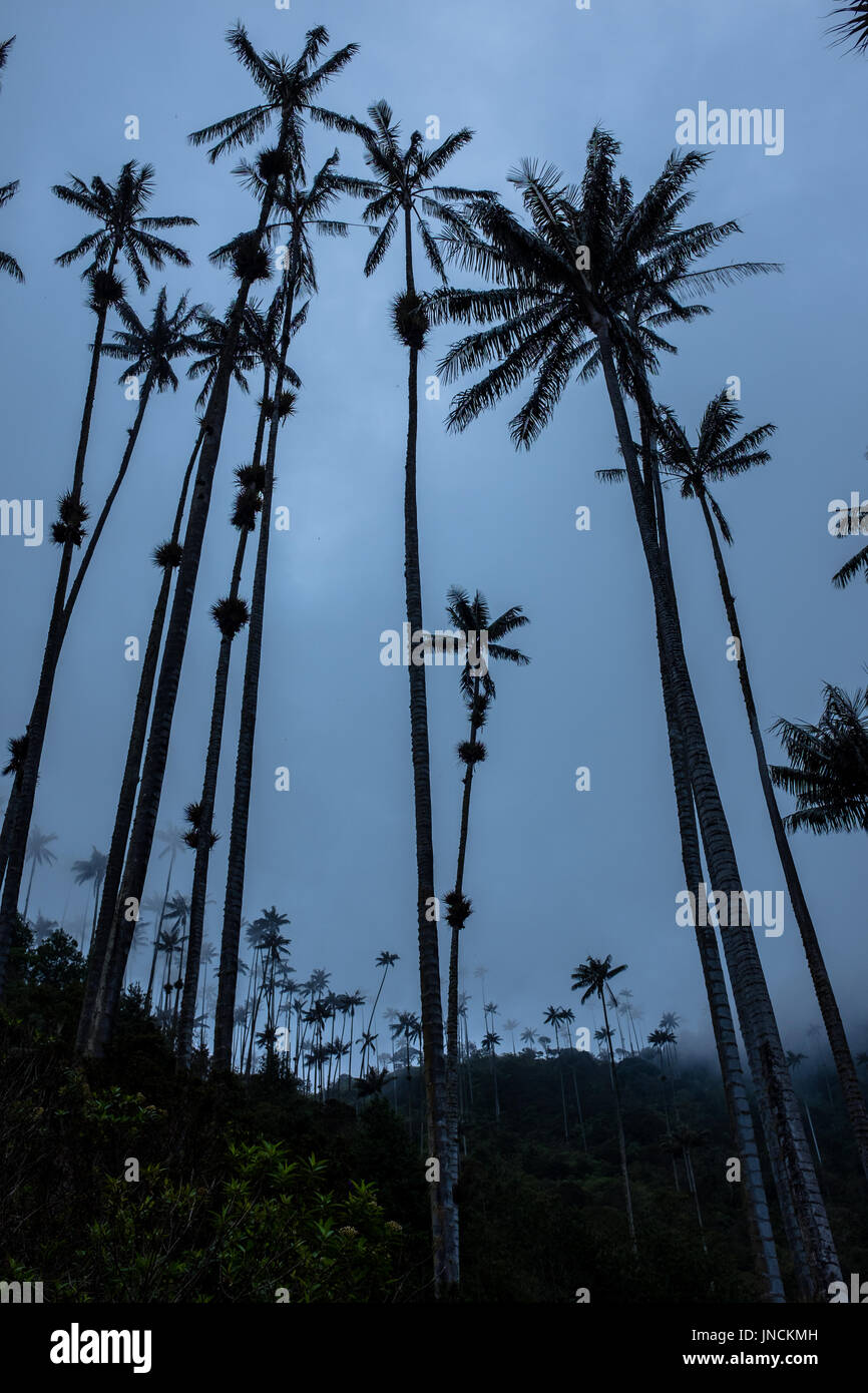 Palms tree in the Cocora Valley Stock Photo