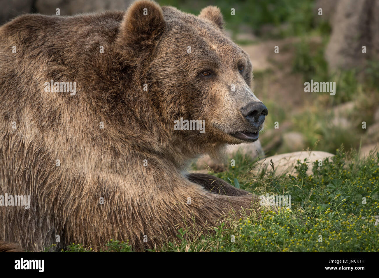 Brutus the grizzly bear at Montana Grizzly Encounter near Bozeman, Montana. Stock Photo