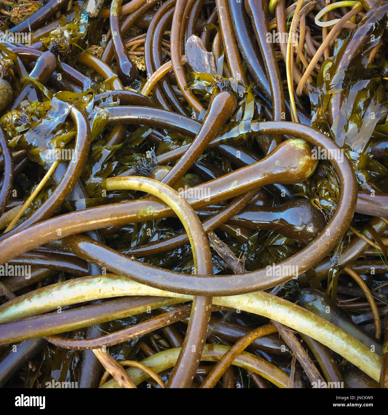 Kelp, Harris Beach State Park, Southern Oregon Coast. Stock Photo