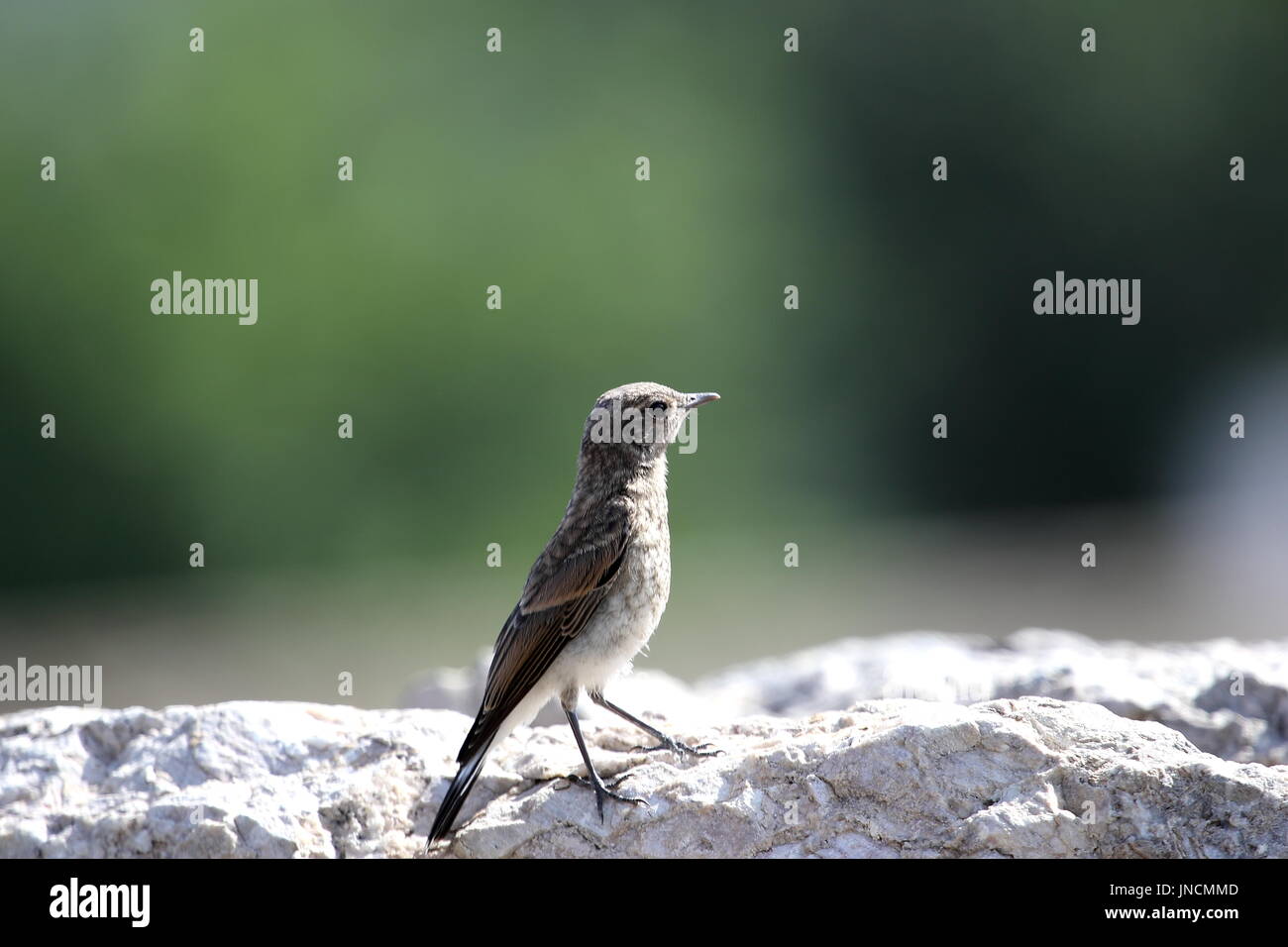 Northern wheatear taken in Tralleis ancient city.. Stock Photo