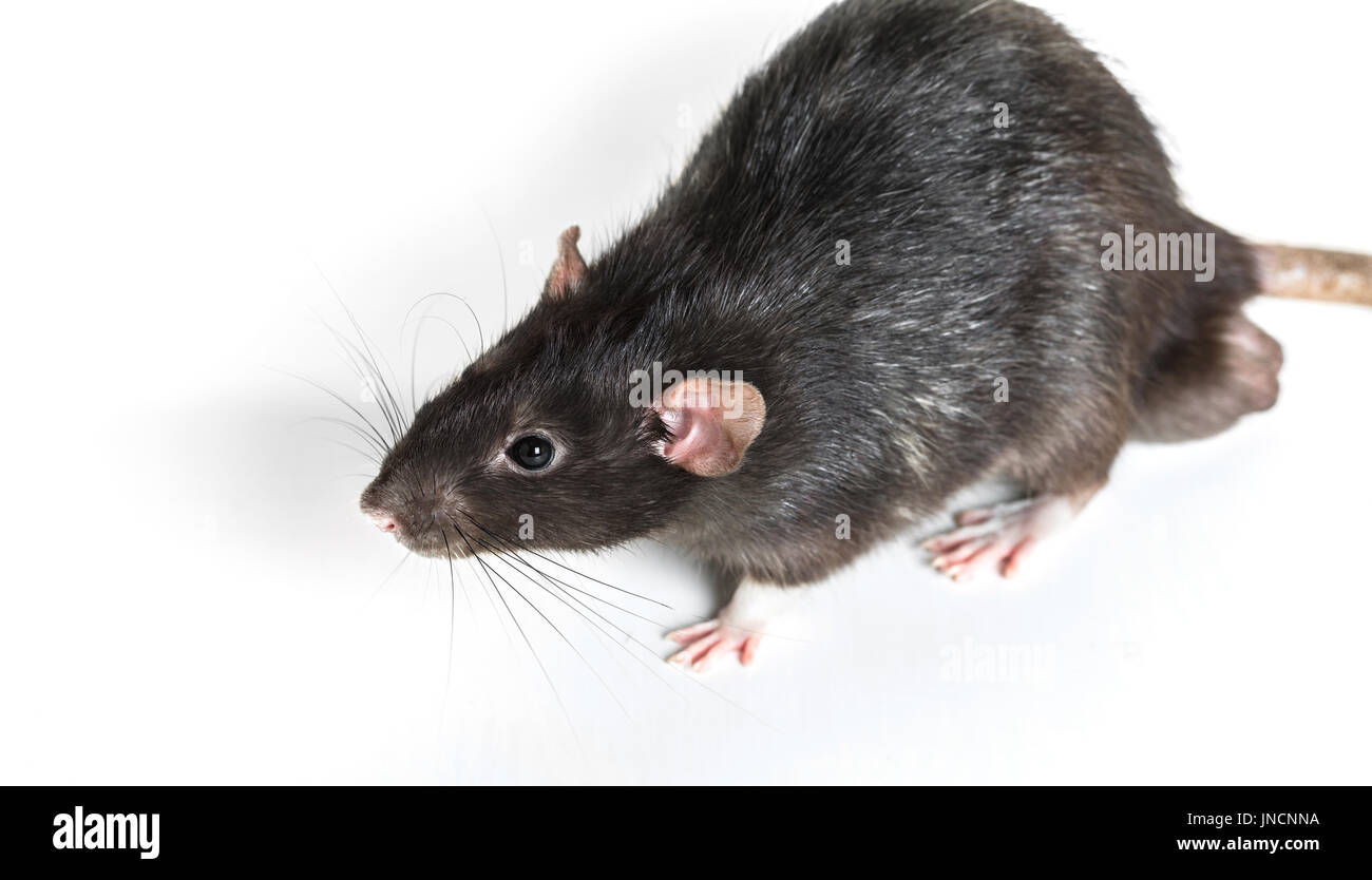 Animal gray rat close-up on white background Stock Photo