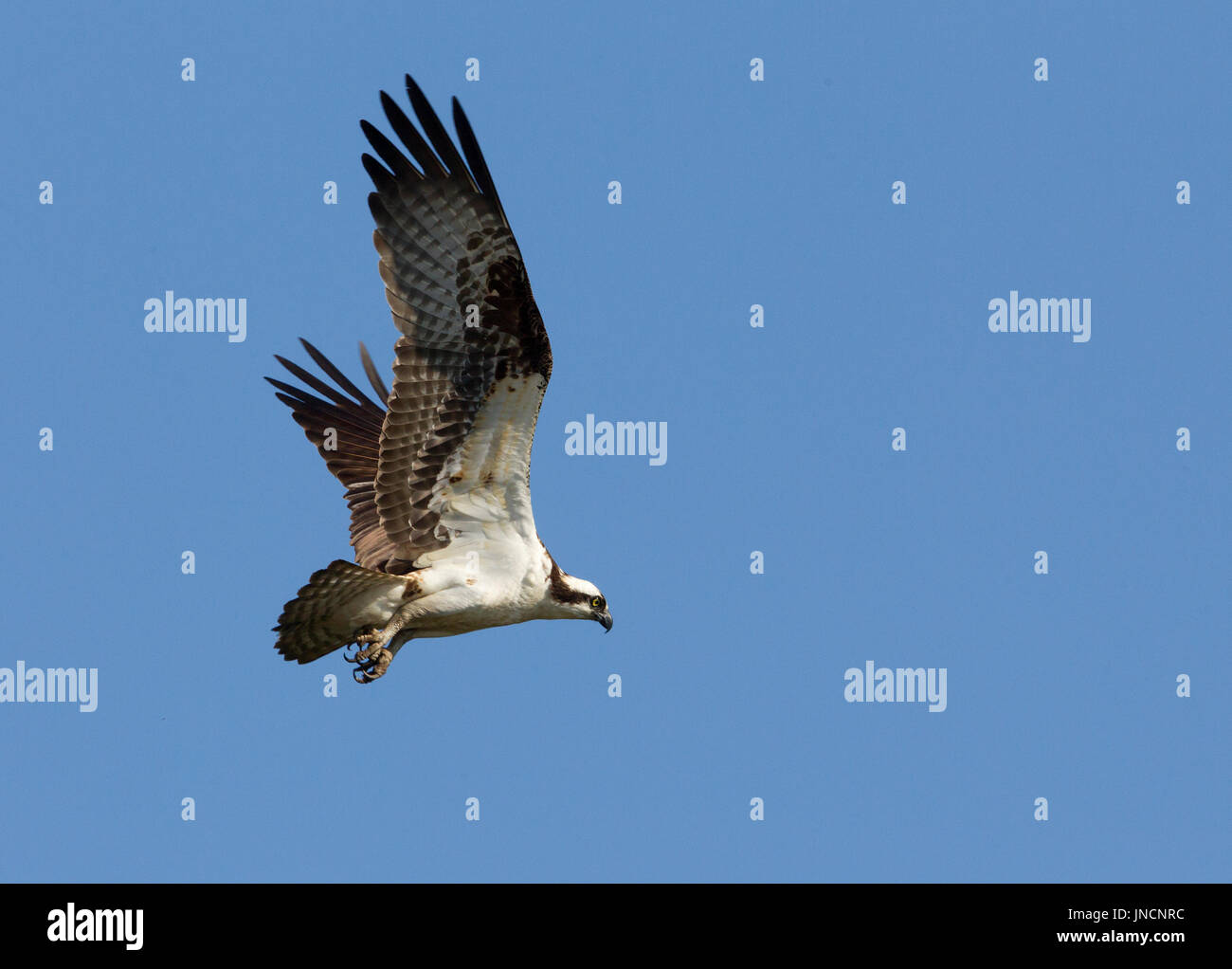 Osprey Stock Photo