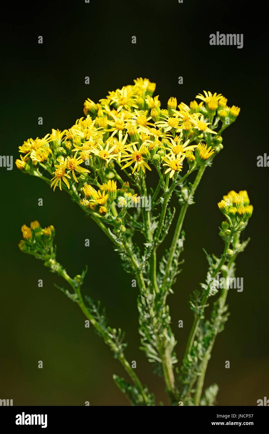 Tansy Ragwort, North Rhine-Westphalia, Germany / (Senecio jacobaea, Jacobaea vulgaris) | Jakobsgreiskraut, Nordrhein-Westfalen, Deutschland Stock Photo