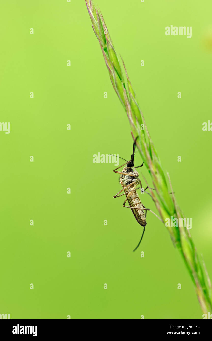Mosquito, North Rhine-Westphalia, Germany | Stechmuecke, Nordrhein-Westfalen, Deutschland Stock Photo
