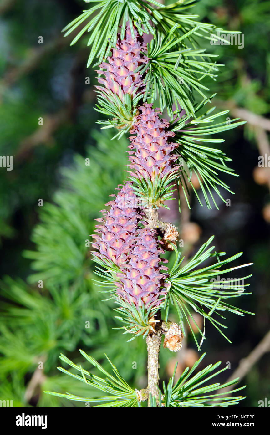 European larch (Larix decidua) branch with young seed cones (red) and pollen cones (yellow). Stock Photo