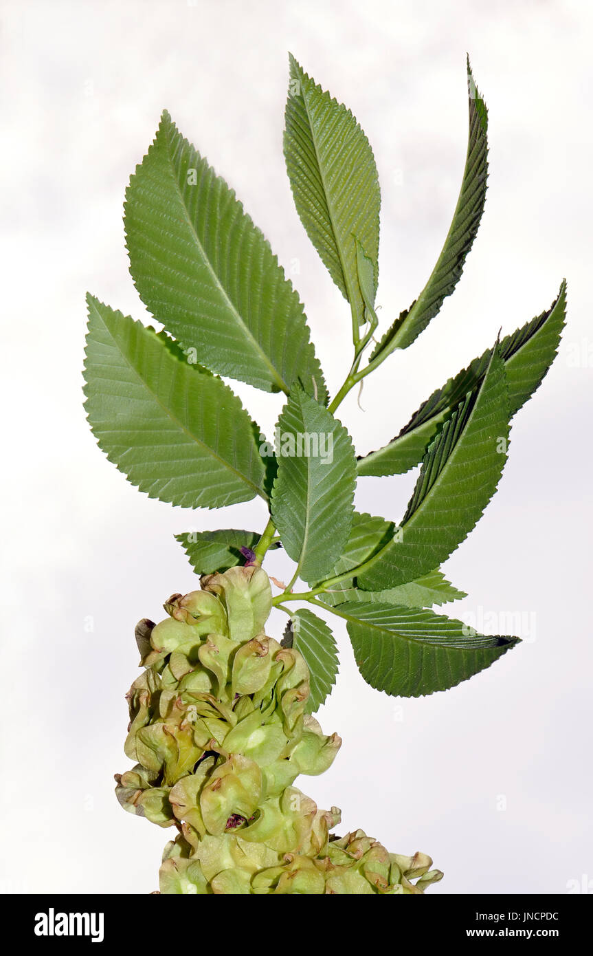 Foliage and winged fruits of European White Elm (Ulmus laevis). Stock Photo