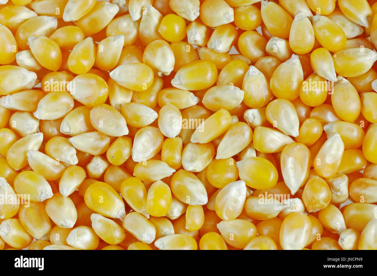 Maize kernels / (Zea mays) / Corn Maiskoerner / (Zea mays Stock Photo Alamy