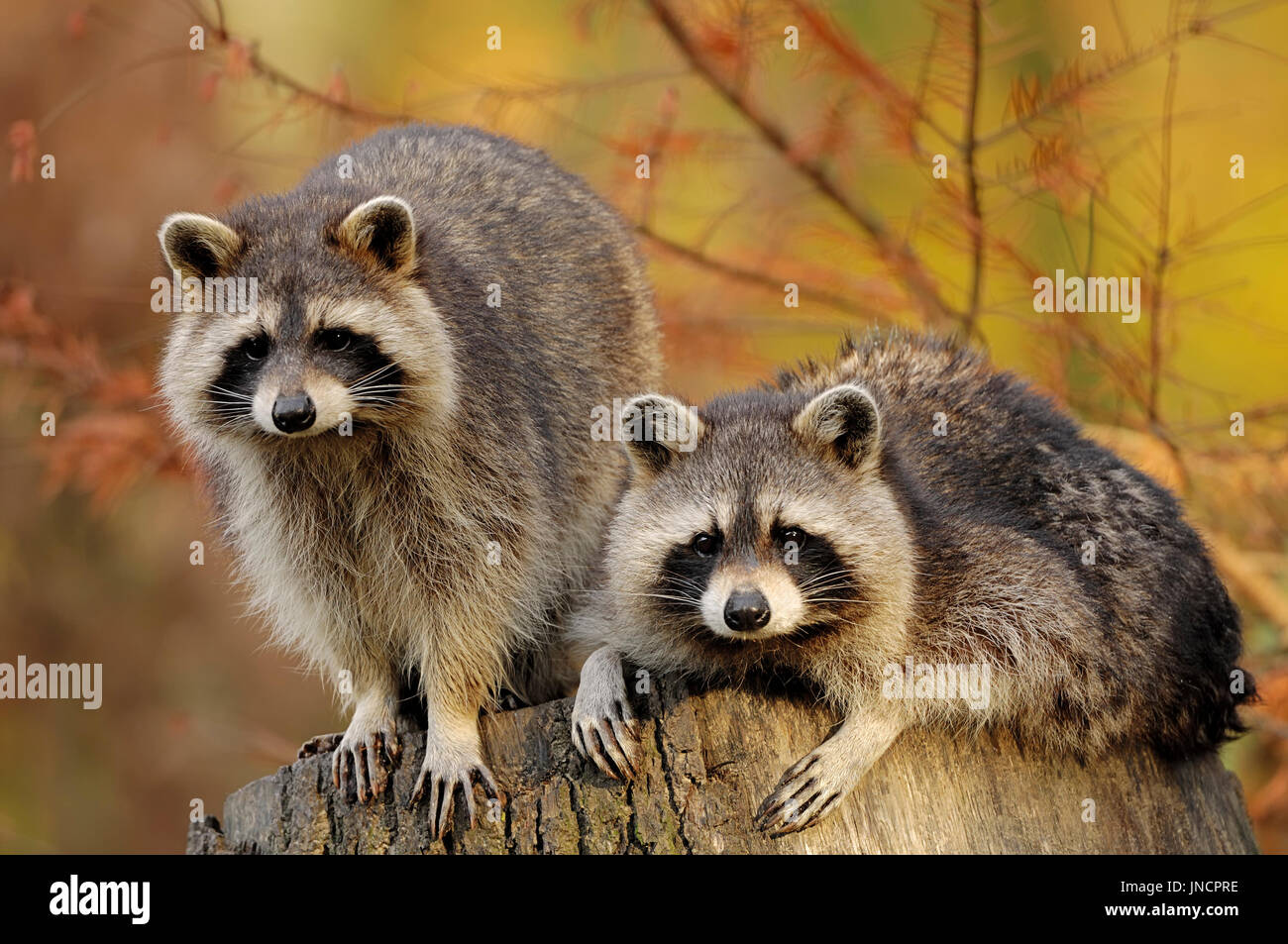 Northern Raccoons in autumn, North Rhine-Westphalia, Germany / (Procyon lotor) | Nordamerikanische Waschbaeren / (Procyon lotor) Stock Photo