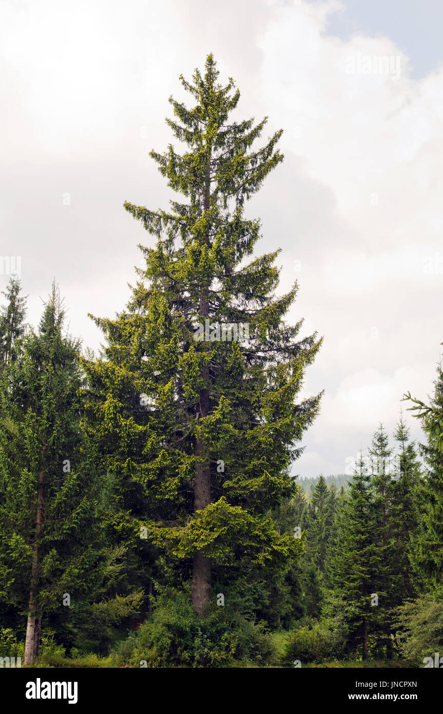 Golden Norway spruce (Picea abies Aurea) shot in natural environment (Slovenia, Loški potok). Stock Photo