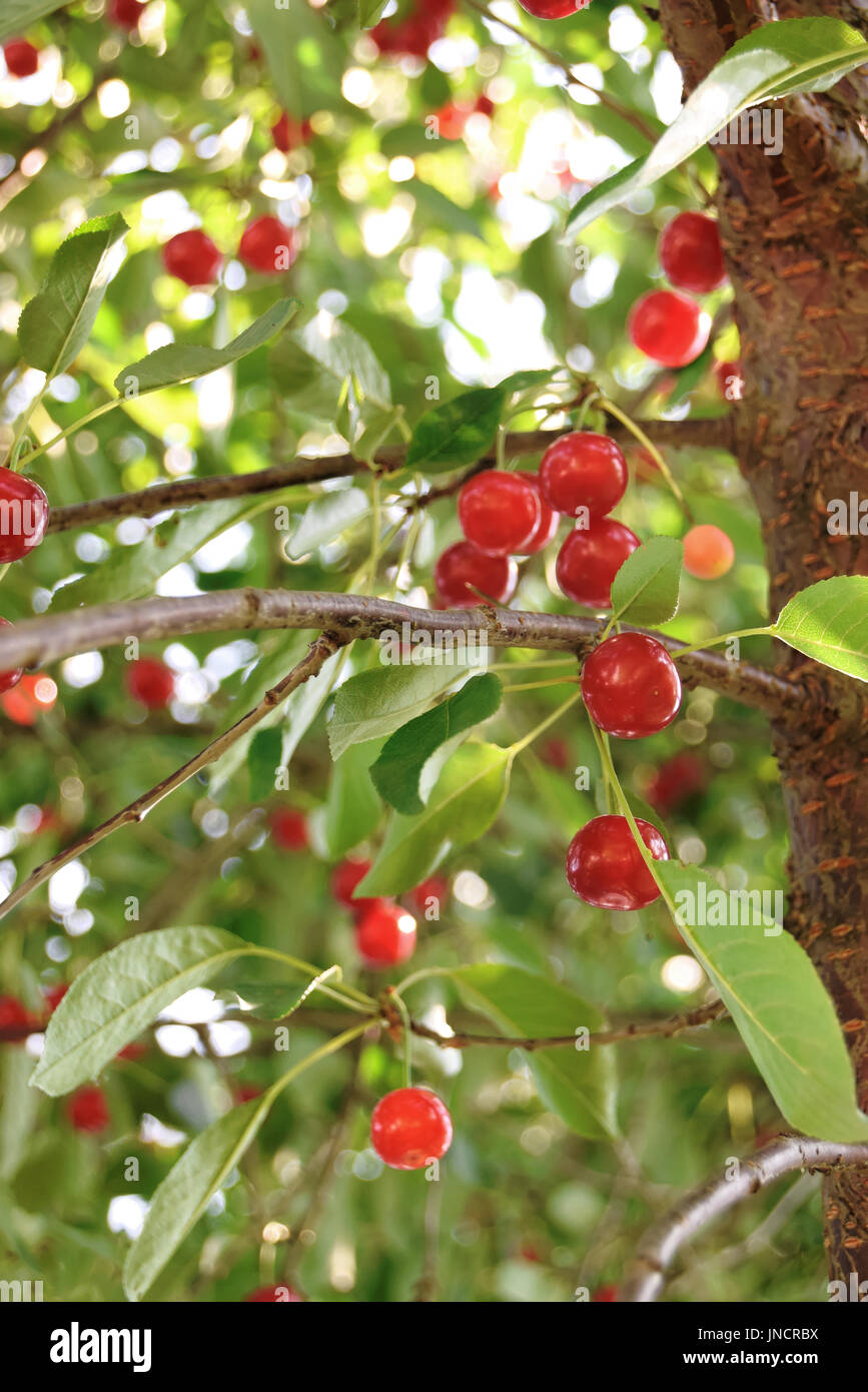 Sour cherries garden hires stock photography and images Alamy