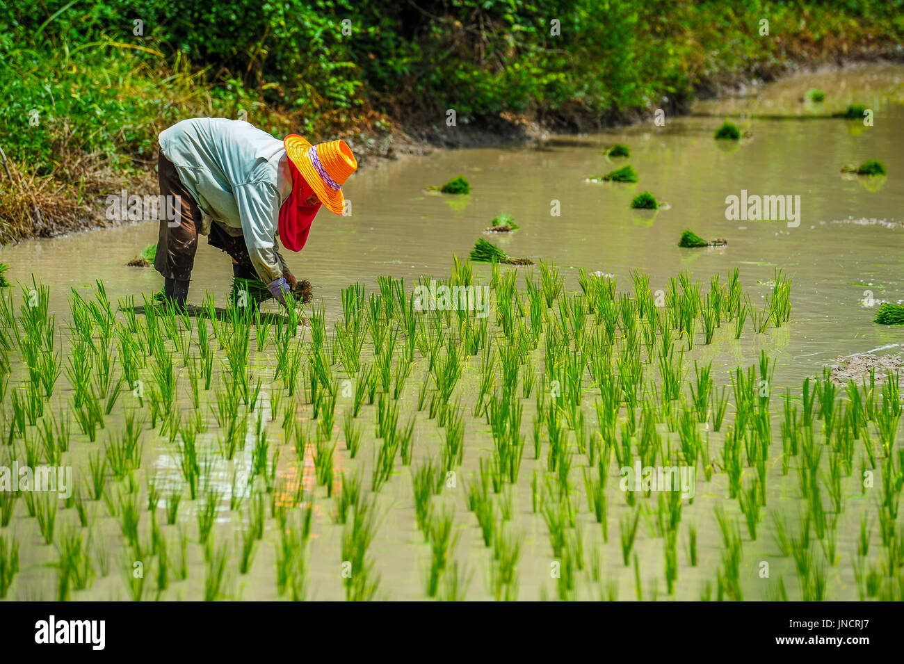 Farmer is growing rice in the farm in rural of Thailand Stock Photo