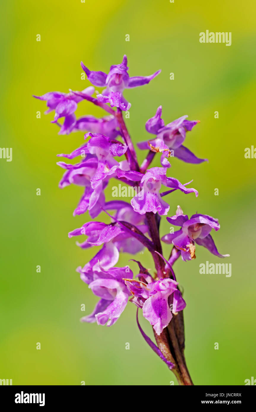 Early Purple Orchid, national park Berchtesgaden, Bavaria, Germany / (Orchis mascula ssp. signifera) Stock Photo