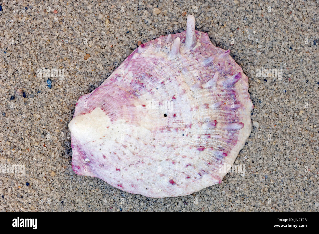 Thorny Oyster shell, France / (Spondylus spec.) | Stachelauster, Muschelschale / (Spondylus spec.) Stock Photo