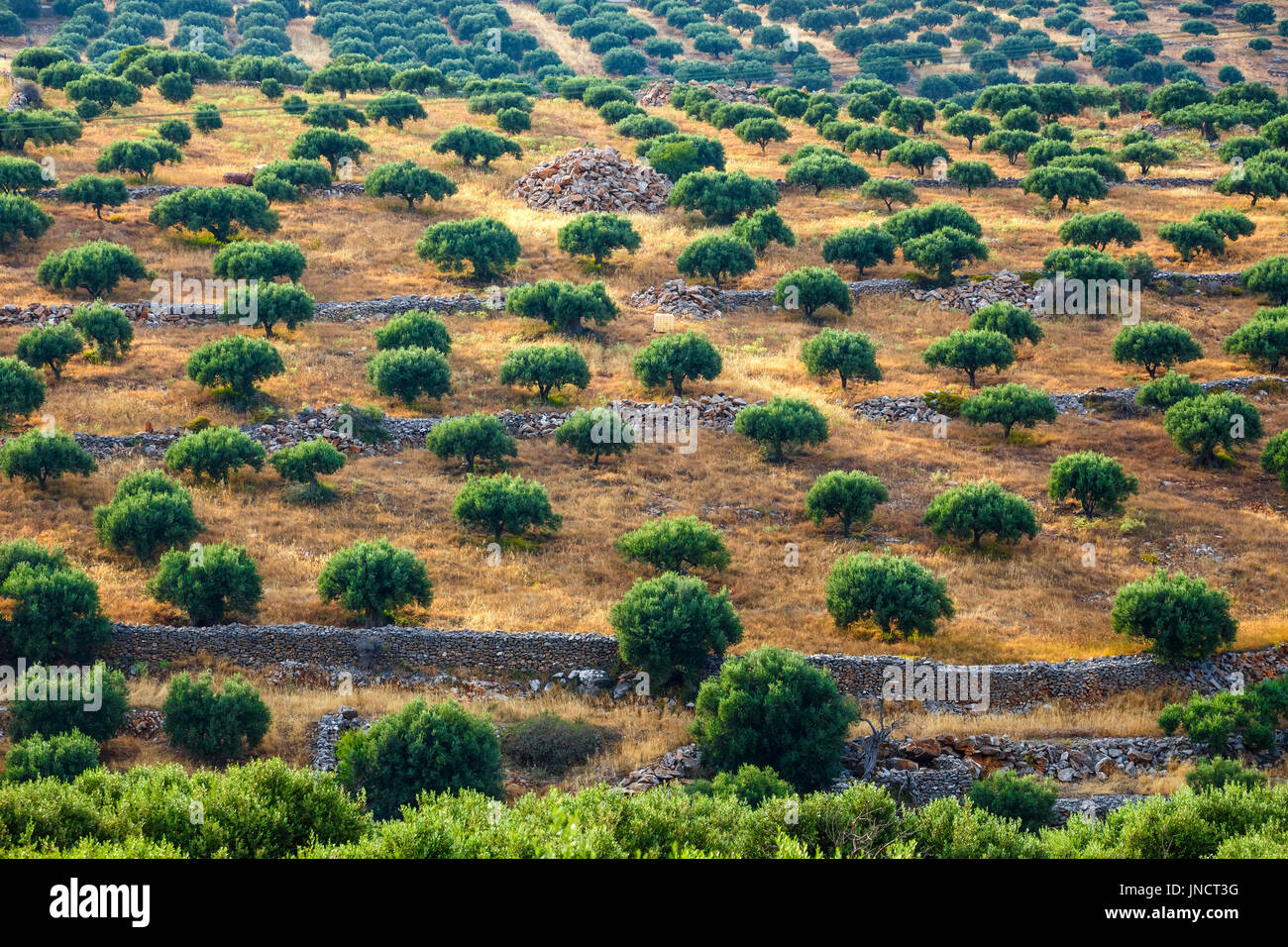 Olive fields on Crete Island in Greece, Cretan landscape Stock Photo ...