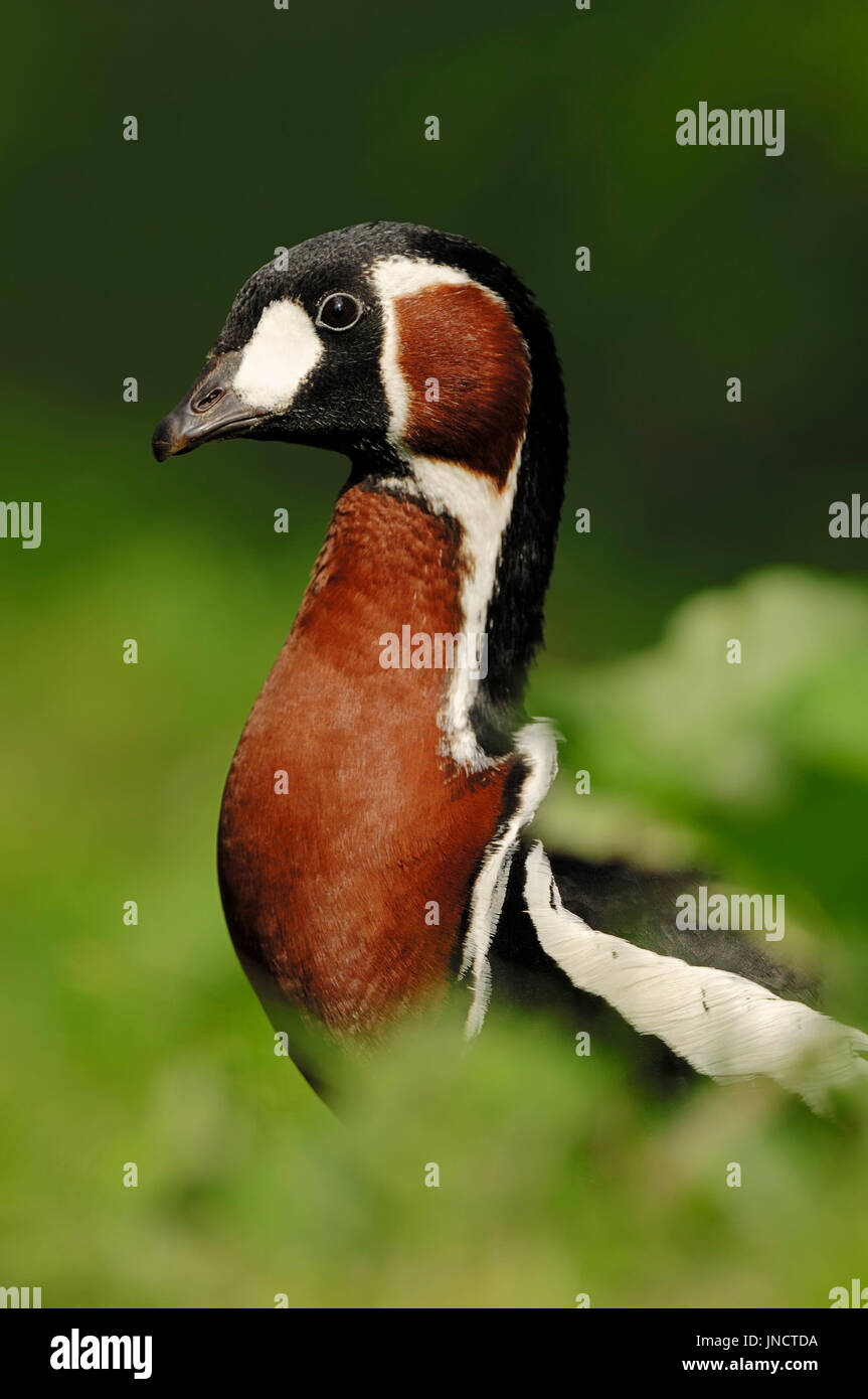 Red-breasted Goose / (Branta ruficollis) | Rothalsgans / (Branta ruficollis) Stock Photo