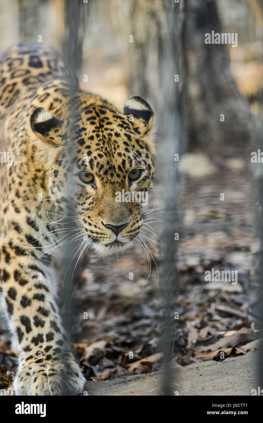 Far-Eastern leopard strong fast wild animal Stock Photo - Alamy