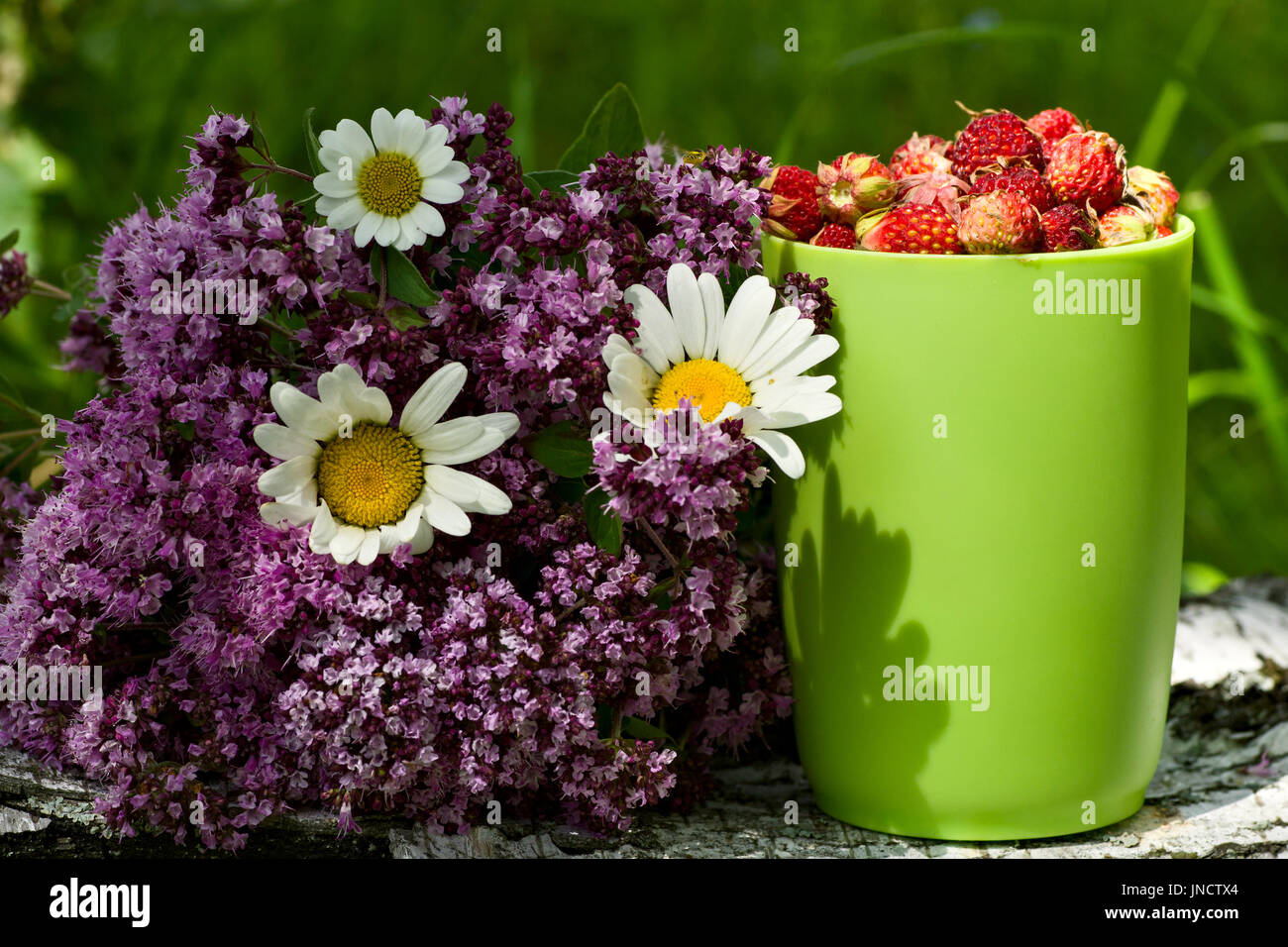 Herbs bouquet and cup full of wild strawberry Stock Photo