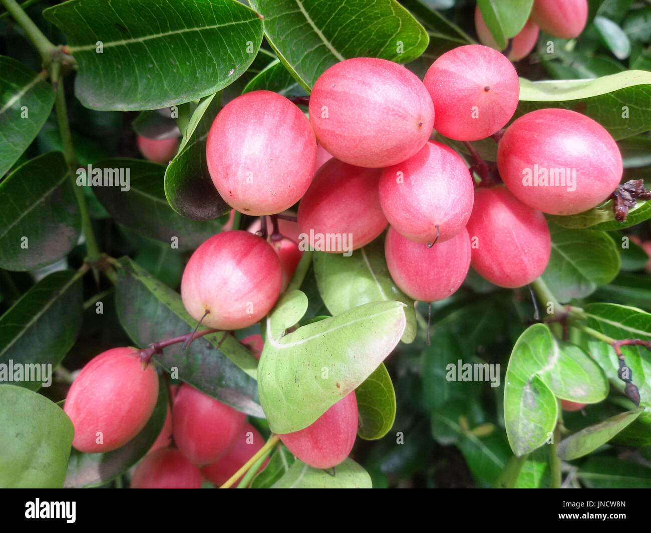 Carandas hi-res stock photography and images - Alamy