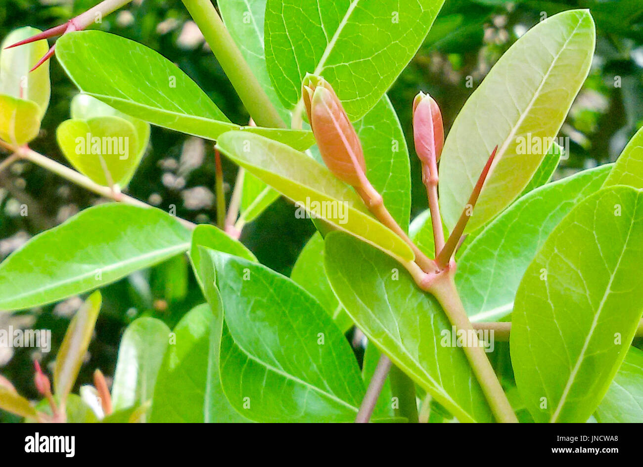 Fruit for health,You can meet them in Thailand,Pink fruit.Carunda