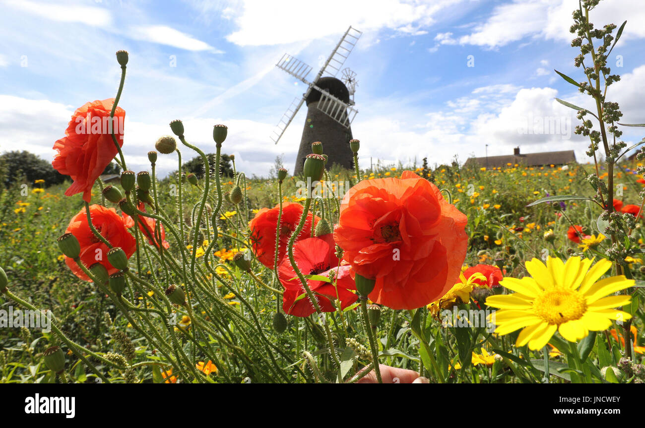 Warm weather at Whitburn Windmill in Sunderland. Stock Photo