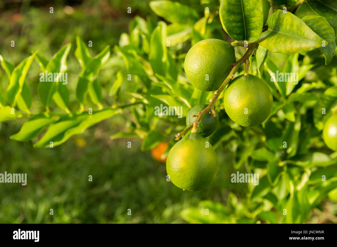 Green lemons growing on a lemon tree in Martinique Stock Photo