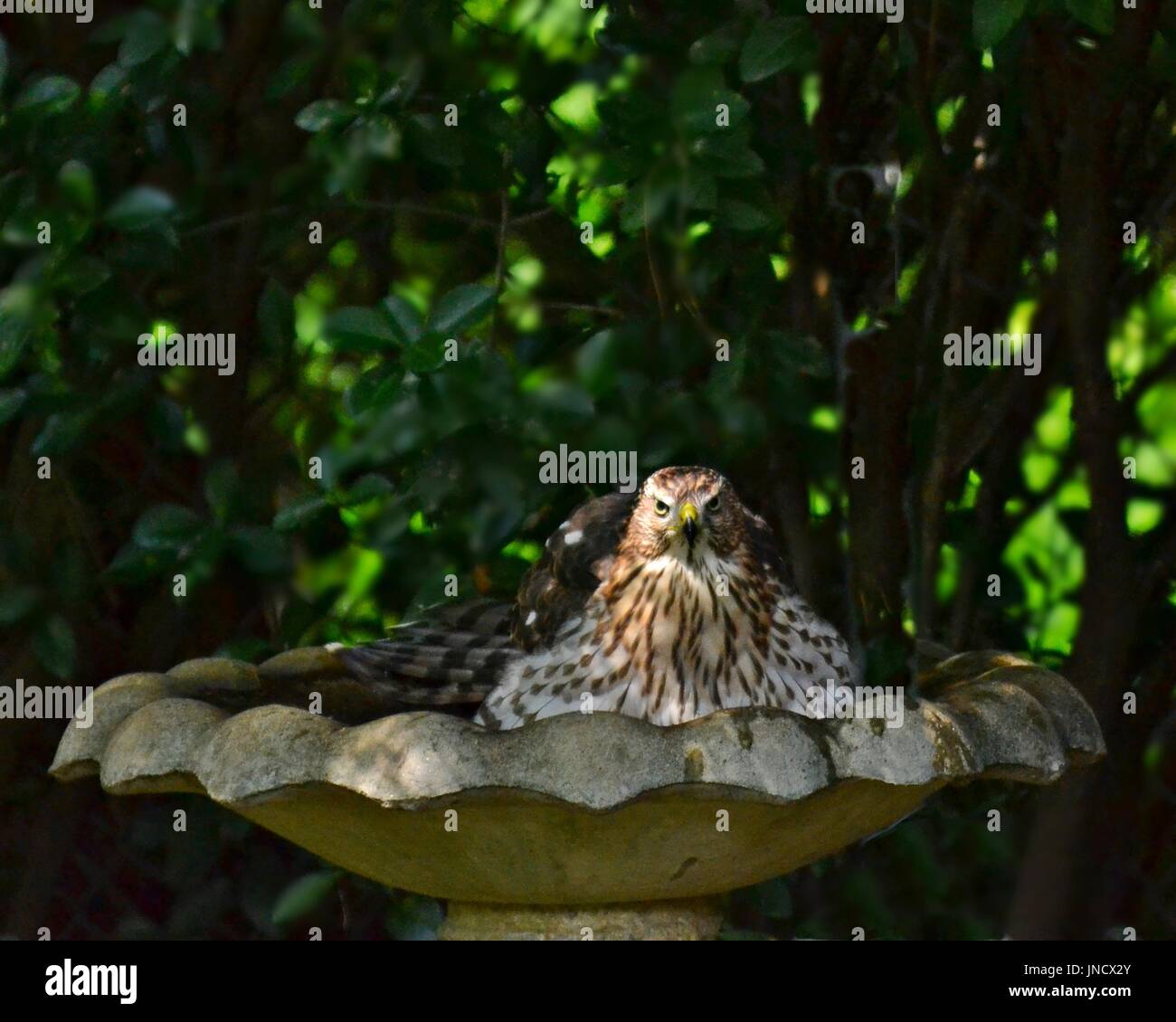 Juvenile Cooper's hawk (Accipiter cooperii) sitting in  birdbath cooling off with slightly blurred foliage background, taken late afternoon.in Georgia Stock Photo