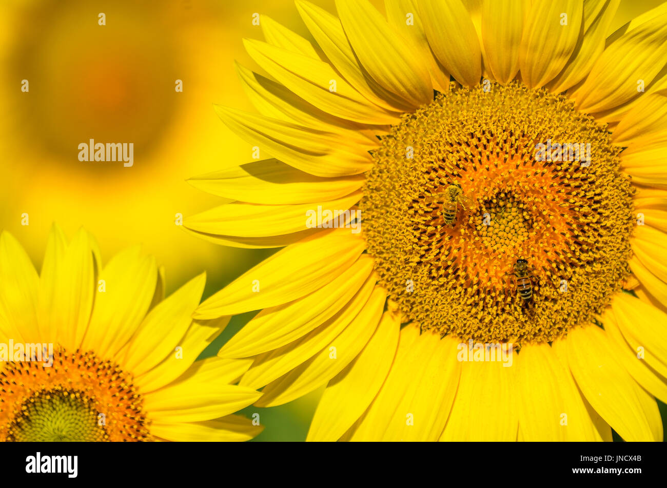 Beautiful sunflowers of Tuscany in Italy Stock Photo - Alamy