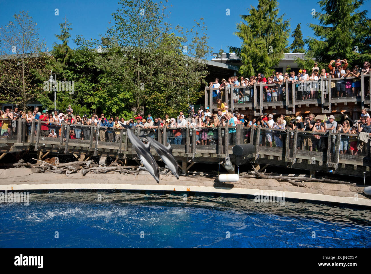 Show with dolphins at Vancouver Aquarium in Stanley Park, Vancouver, Britisn Columbia, Canada Stock Photo