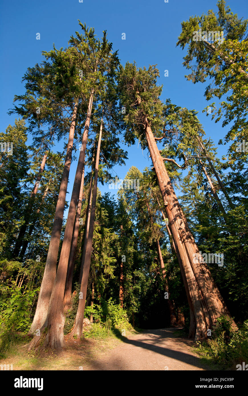 Western red cedar (Thuja plicata), Stanley Park, Vancouver, British Columbia, Canada Stock Photo