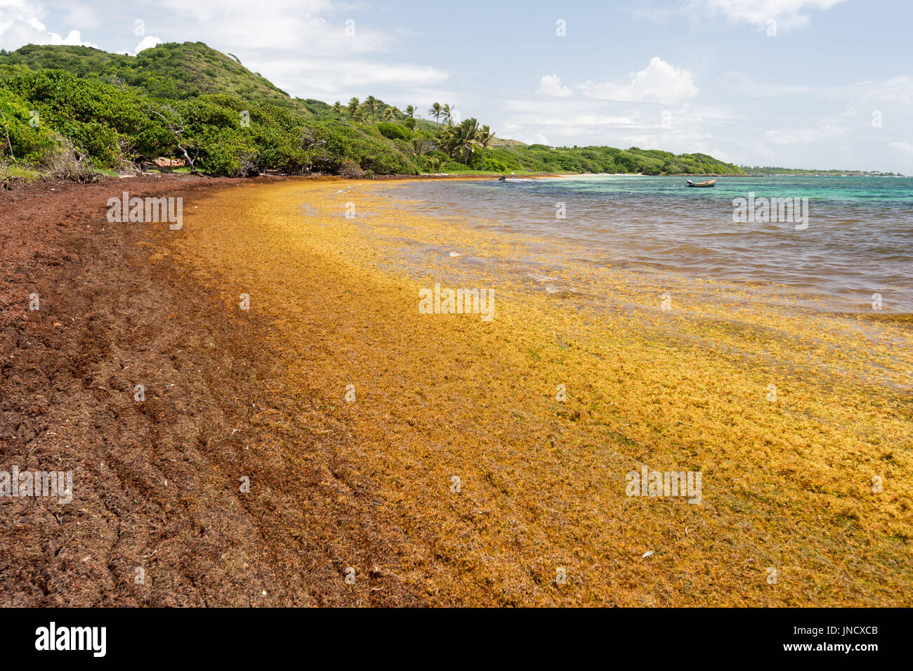 Sargassum beaching hires stock photography and images Alamy