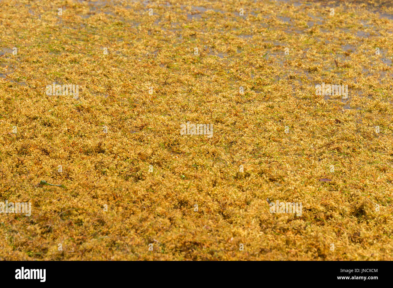 Sargassum sargassum fluitans hires stock photography and images Alamy