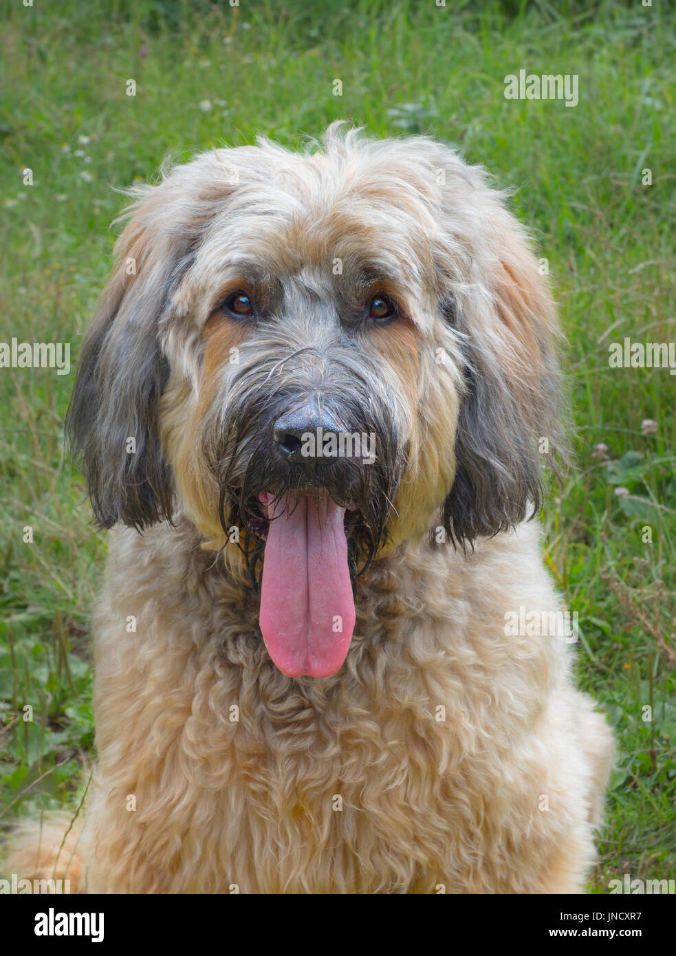 The Briard is an ancient breed of large herding dog, originally from France Stock Photo