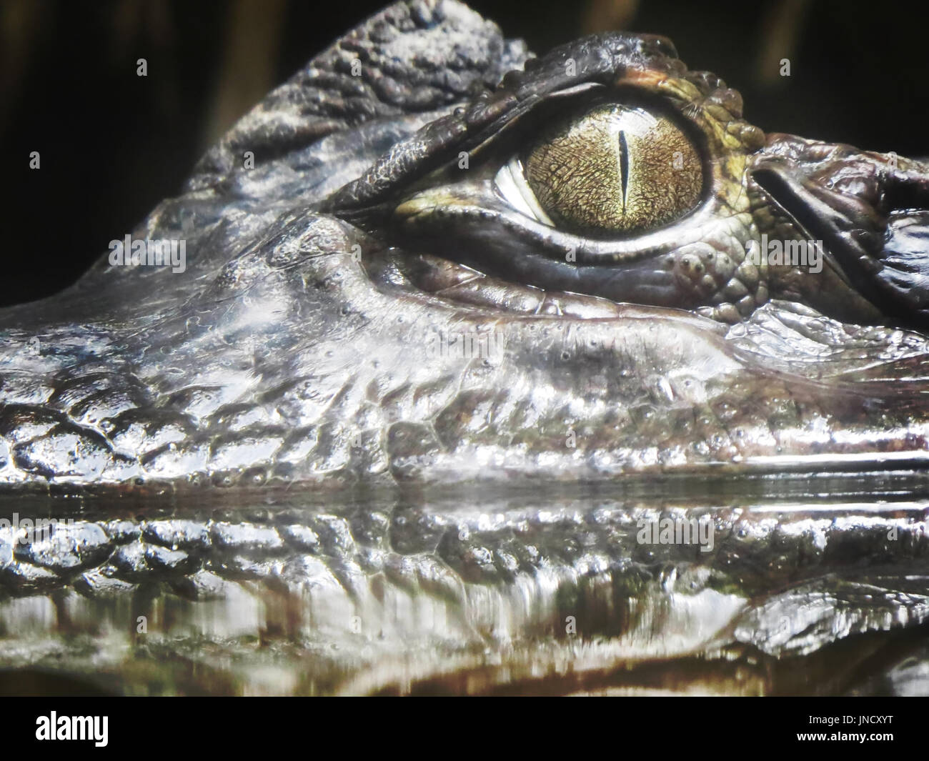 a caiman in the river Stock Photo