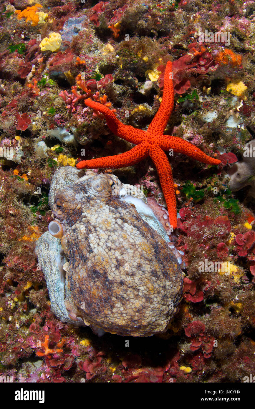 An octopus (Octopus vulgaris) and a Mediterranean red sea star (Echinaster sepositus) at Ses Salines Natural Park (Formentera, Balearic Islands,Spain) Stock Photo