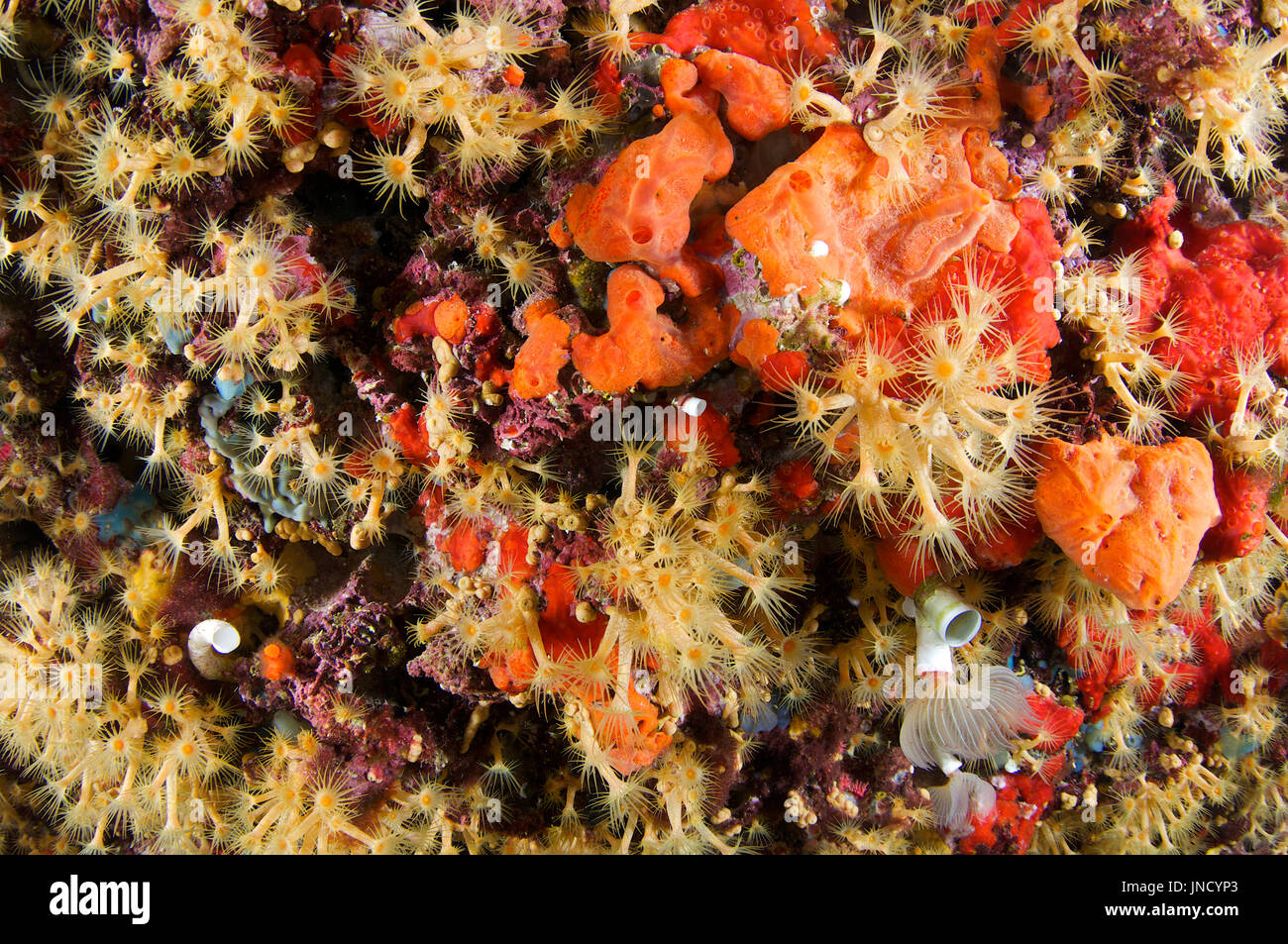 Yellow cluster anemone (Parazoanthus axinellae) colony mixed with oyster sponge (Crambre crambe) in Ses Salines Natural Park (Formentera, Spain) Stock Photo