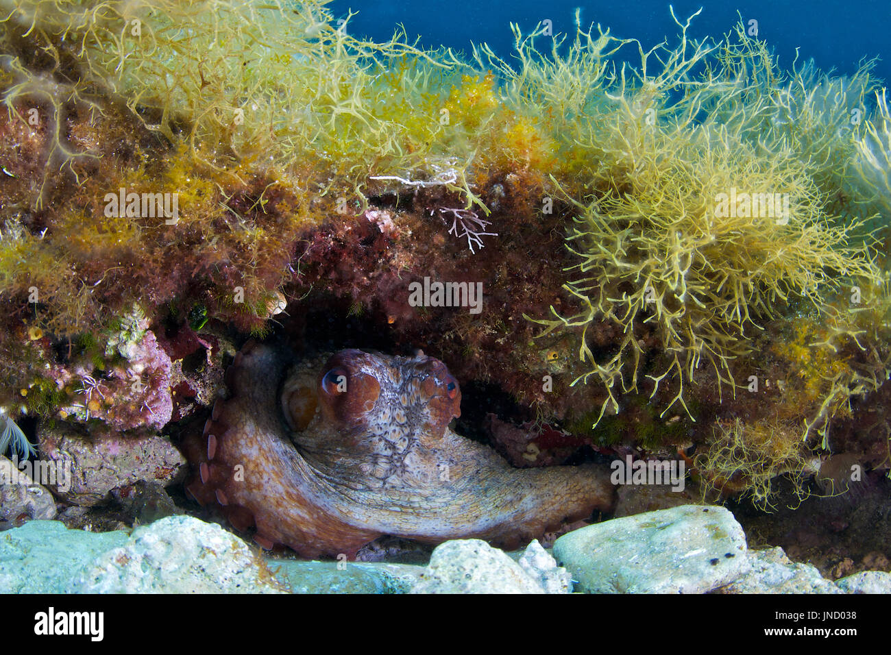 A common octopus (Octopus vulgaris) sheltered in a small cave in Ses Salines Natural Park (Formentera, Mediterranean sea, Balearic Islands, Spain) Stock Photo