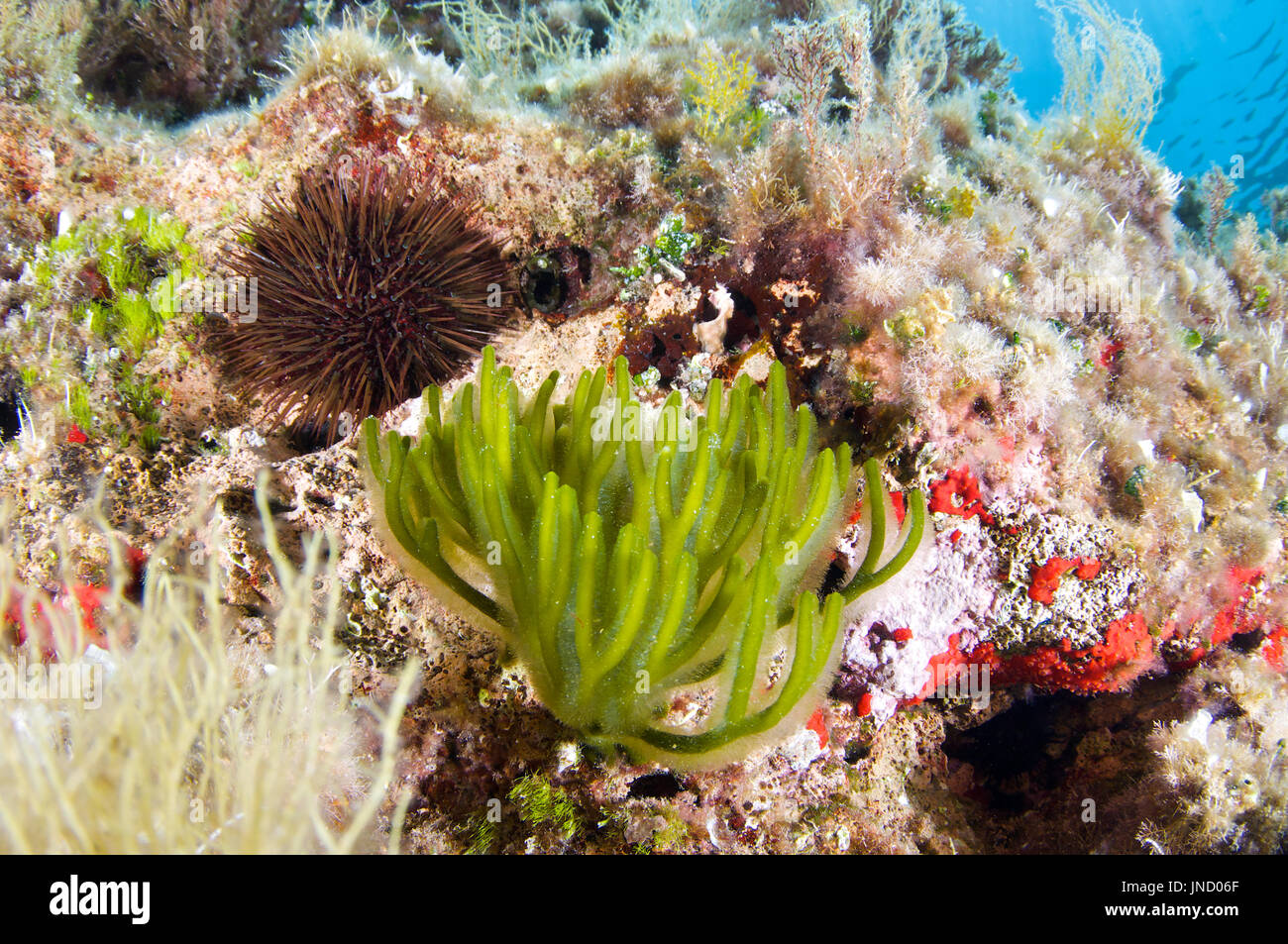 Finger codium (Codium vermilara) algae and purple sea urchin (Paracentrotus lividus) in Ses Salines Natural Park (Formentera, Mediterranean sea,Spain) Stock Photo