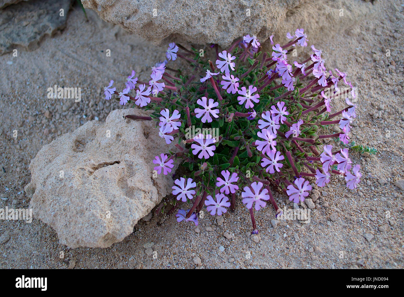 A critically endangered endemic Mediterranean catchfly (Silene cambessedesii) in Ses Salines Natural Park (Formentera, Pityusic Islands,  Spain) Stock Photo