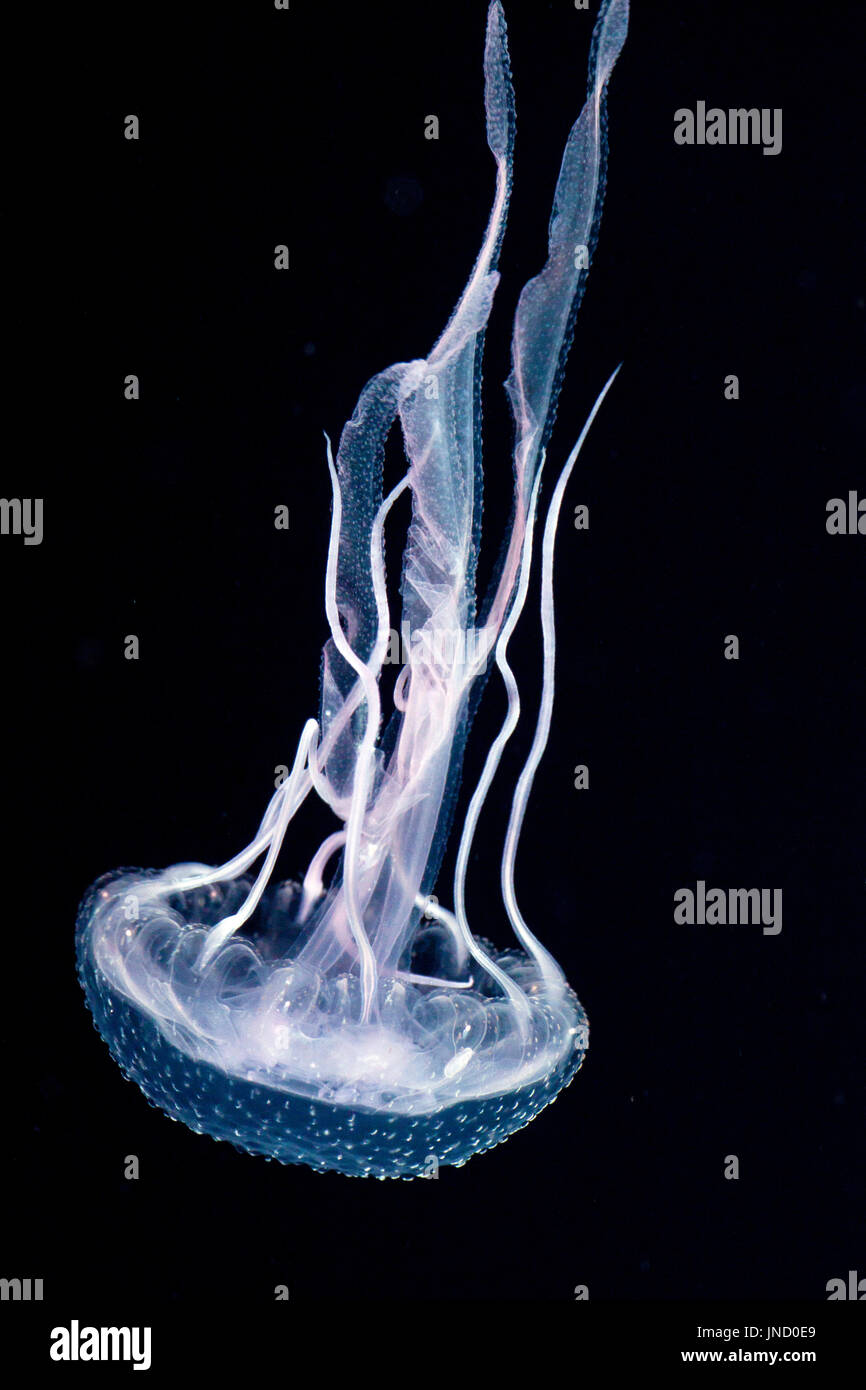 Mauve stinger jellyfish Stock Photo