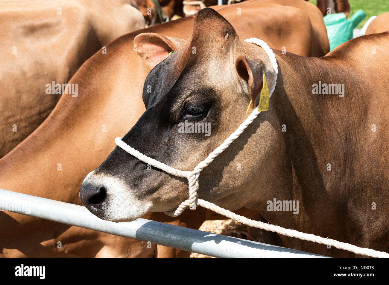 Jersey cow hi res stock photography and images Alamy