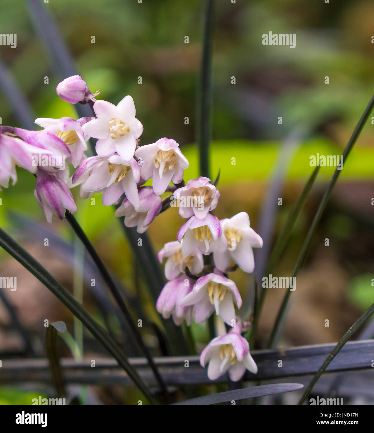 A close-up view of the pink and purple flowers of Black Mondo Grass (Ophiopogon planiscapus 'Nigrescens'). Stock Photo
