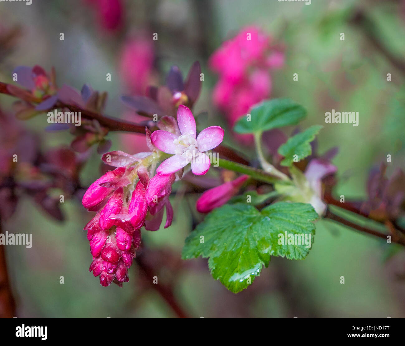 The buds of a Red Flowering Currant (Ribes sanguineum) begin to flower just after a rainfall. Stock Photo