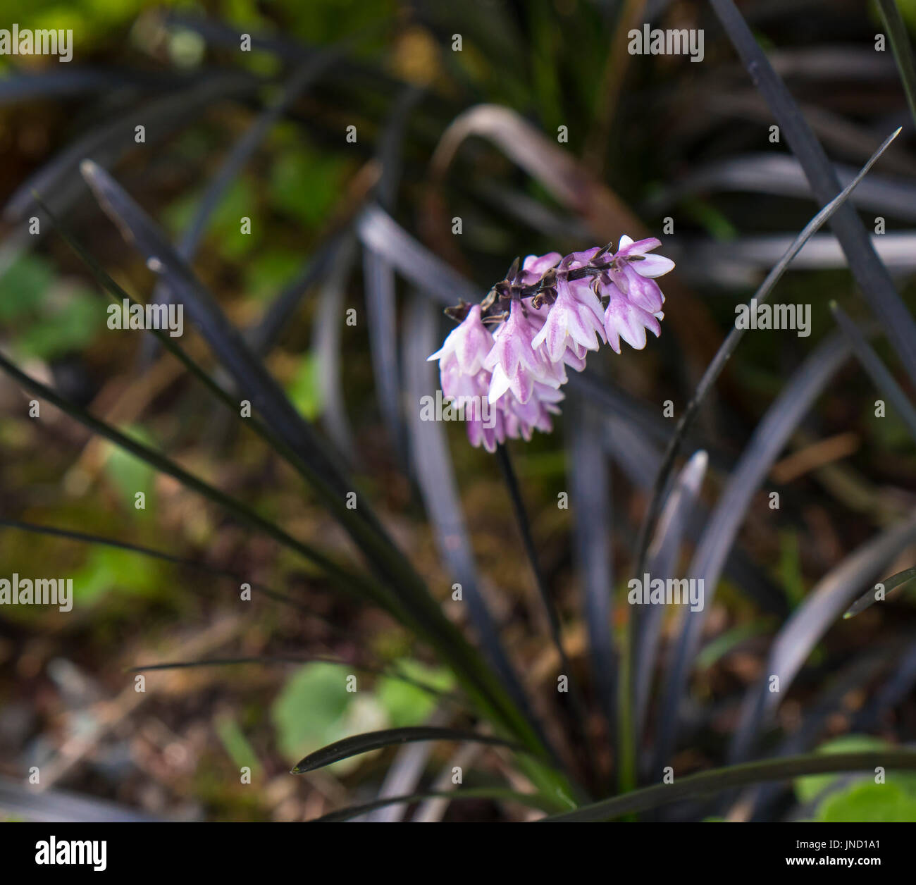 A raceme of lavender-pink flowers emerges from a tuft of Black Mondo Grass (Ophiopogon planiscapus 'Nigrescens'). Stock Photo
