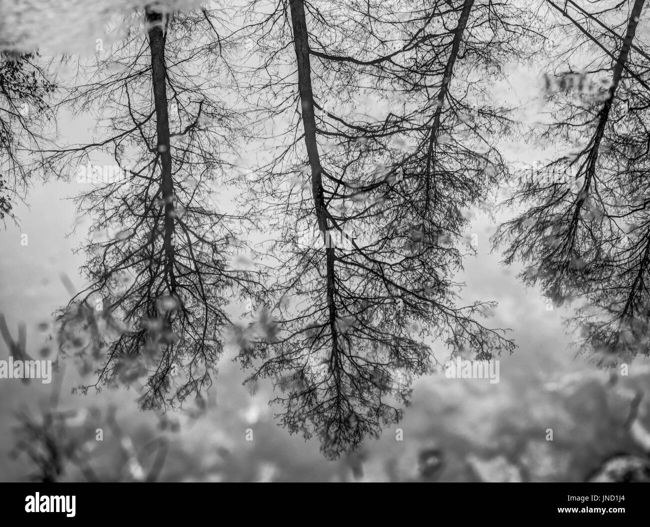 Reflection of trees on  a frozen surface of a Swider river Stock Photo
