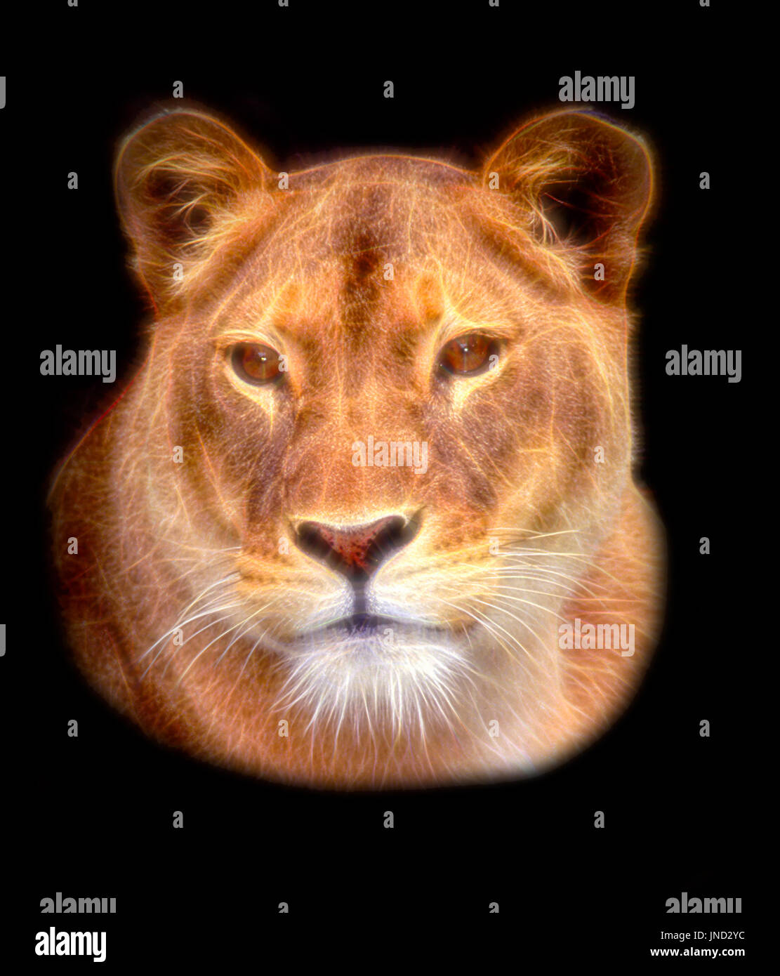 A graphic representation of an African Lion Stock Photo