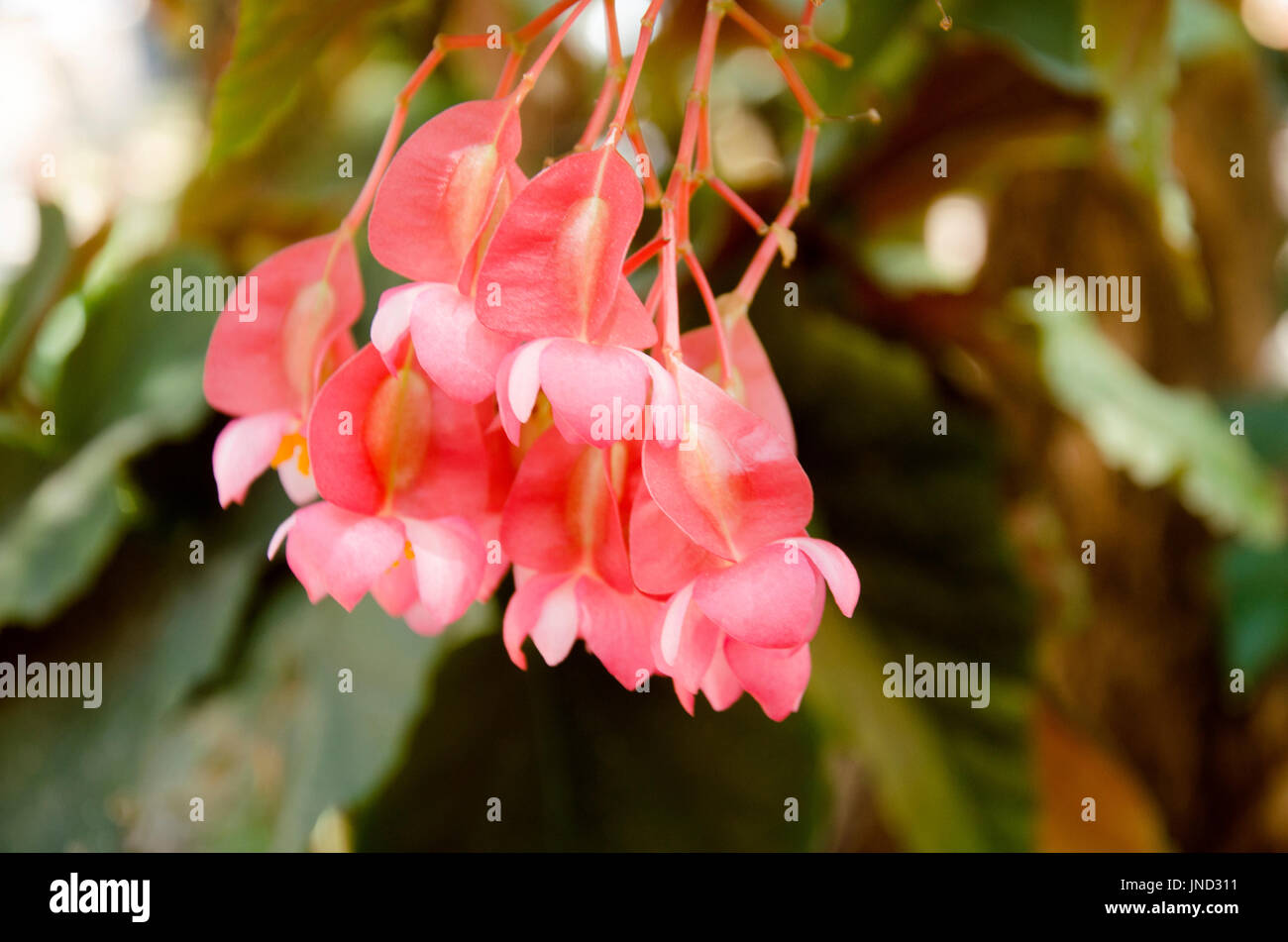 Movement of pink and red flower from motion of wind in garden Stock Photo